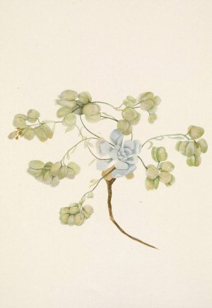 Double Bladderpod by Mary Vaux Walcott Oil Painting