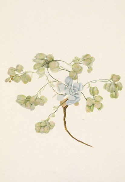 Double Bladderpod  by Mary Vaux Walcott - Hand-Painted Oil Painting Reproduction