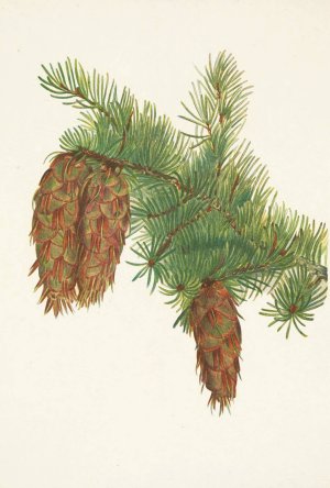 Douglas-fir. Pseudotsuga mucronata by Mary Vaux Walcott Oil Painting