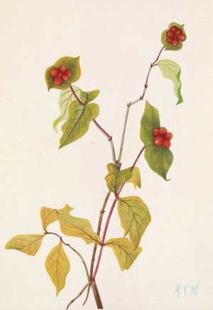 Douglas Honeysuckle by Mary Vaux Walcott Oil Painting