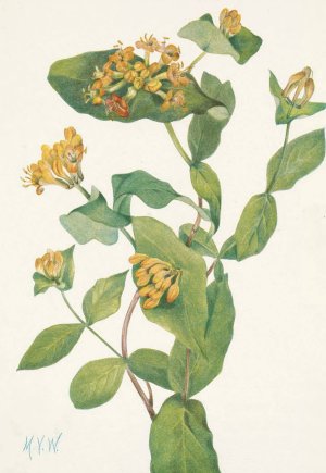 Douglas Honeysuckle by Mary Vaux Walcott Oil Painting