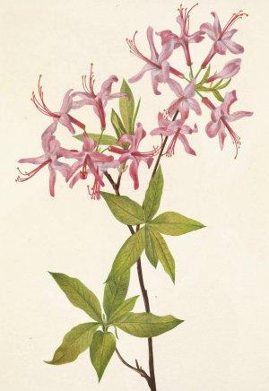 Downy Pinxterbloom. Azalea rosea by Mary Vaux Walcott Oil Painting