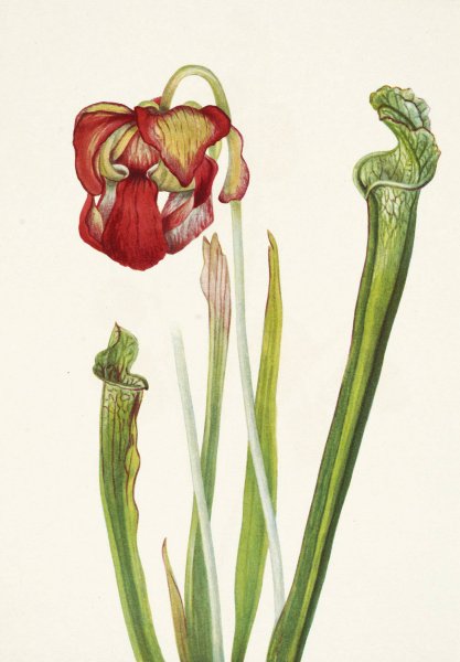 Main Product Photo of Drummond Pitcherplant. Sarracenia drummondii  Painting by Mary Vaux Walcott