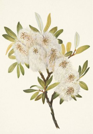 Drummond Willow. Salix drummondiana by Mary Vaux Walcott Oil Painting