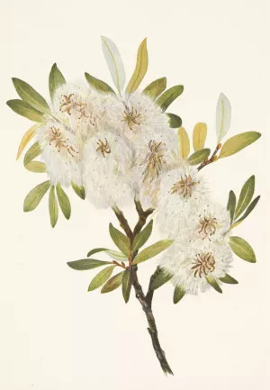 Drummond Willow. Salix drummondiana Oil painting by Mary Vaux Walcott