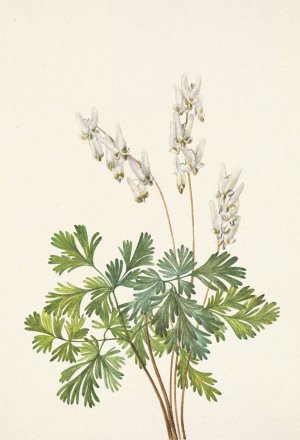 Dutchmans-breeches. Bikukulla cucullaria by Mary Vaux Walcott Oil Painting