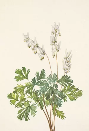 Dutchmans-breeches. Bikukulla cucullaria by Mary Vaux Walcott Oil Painting