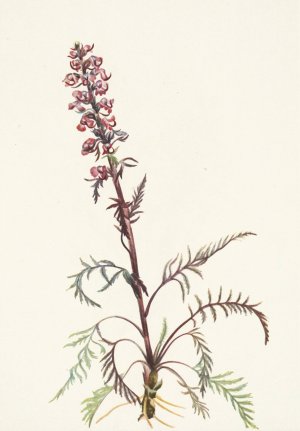 Elephanthead. Pedicularis groenlandica by Mary Vaux Walcott Oil Painting