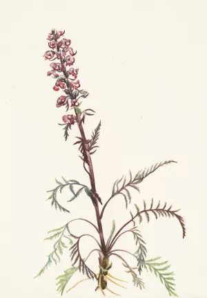 Elephanthead. Pedicularis groenlandica by Mary Vaux Walcott Oil Painting