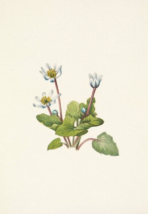 Elkslip. Caltha leptosepala by Mary Vaux Walcott Oil Painting