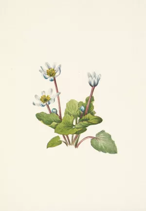 Elkslip. Caltha leptosepala by Mary Vaux Walcott Oil Painting