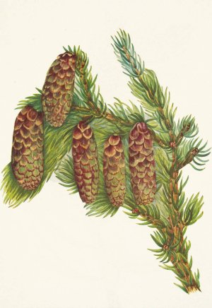 Engelmann Spruce. Picea engelmanni Oil painting by Mary Vaux Walcott