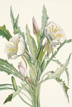 Evening-primrose. Pachyloplus hirsutus by Mary Vaux Walcott Oil Painting