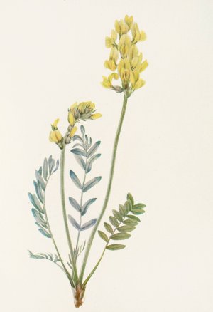 False Locoweed by Mary Vaux Walcott Oil Painting