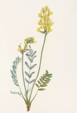 False Locoweed by Mary Vaux Walcott Oil Painting