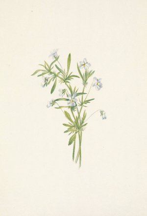 Field Violet. Viola rafinesquii by Mary Vaux Walcott Oil Painting