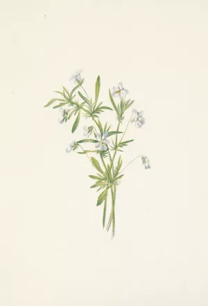 Field Violet. Viola rafinesquii by Mary Vaux Walcott Oil Painting