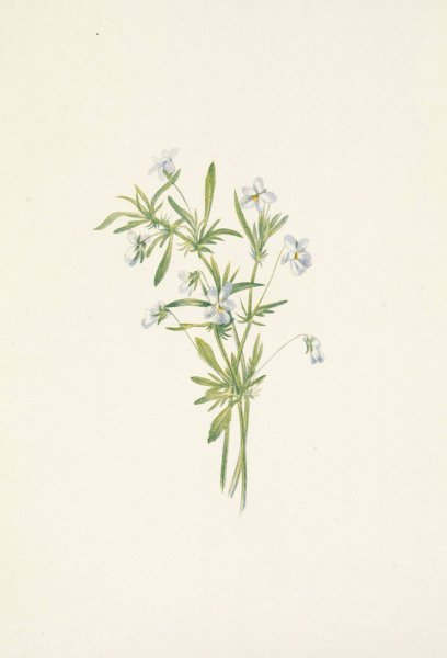 Field Violet. Viola rafinesquii  by Mary Vaux Walcott - Hand-Painted Oil Painting Reproduction