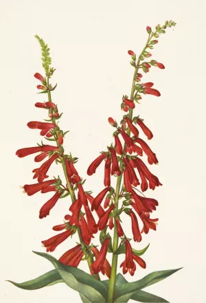 Fire Pentstemon. Pentstemon eatonii Oil painting by Mary Vaux Walcott