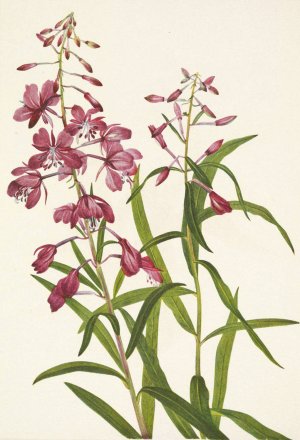 Fireweed. Epilobium angustifolium by Mary Vaux Walcott Oil Painting