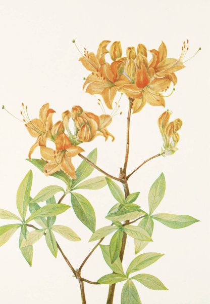 Flame Azalea  by Mary Vaux Walcott - Hand-Painted Oil Painting Reproduction