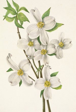 Flowering Dogwood by Mary Vaux Walcott Oil Painting