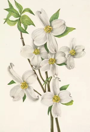 Flowering Dogwood by Mary Vaux Walcott Oil Painting