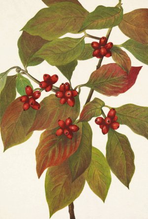 Flowering Dogwood by Mary Vaux Walcott Oil Painting
