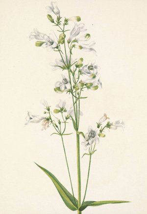 Foxglove Pentstemon. Pentstemon digitalis by Mary Vaux Walcott Oil Painting