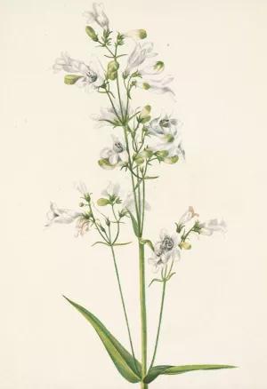 Foxglove Pentstemon. Pentstemon digitalis by Mary Vaux Walcott Oil Painting