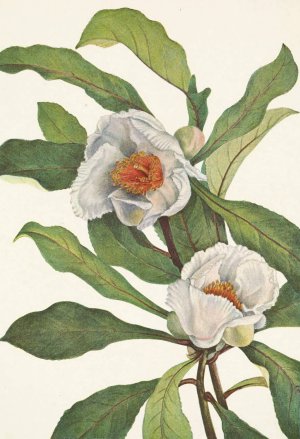 Franklinia. Pranklinia alatamaha by Mary Vaux Walcott Oil Painting