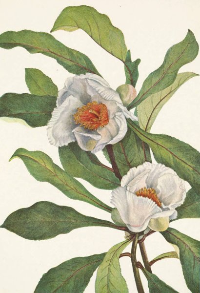 Franklinia. Pranklinia alatamaha  by Mary Vaux Walcott - Hand-Painted Oil Painting Reproduction