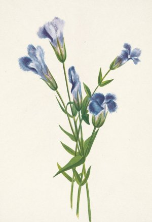 Fringed Gentian. Gentiana crinita by Mary Vaux Walcott Oil Painting