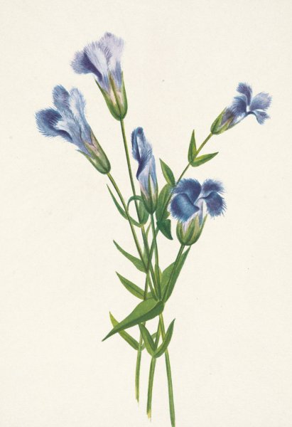 Fringed Gentian. Gentiana crinita  by Mary Vaux Walcott - Hand-Painted Oil Painting Reproduction