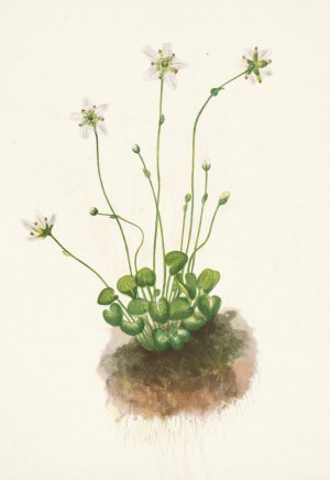 Fringed Parnassia. Parnassia fimbriata by Mary Vaux Walcott Oil Painting