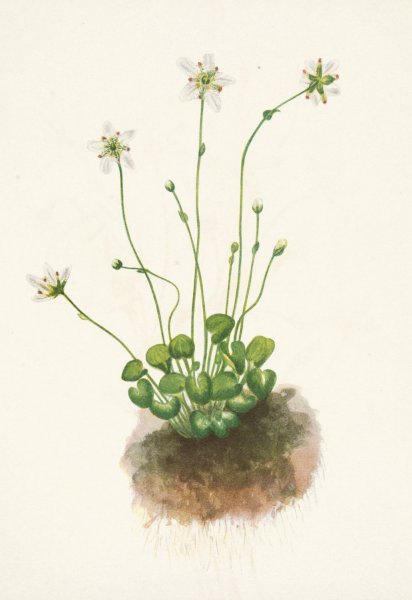 Fringed Parnassia. Parnassia fimbriata  by Mary Vaux Walcott - Hand-Painted Oil Painting Reproduction