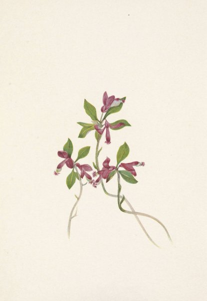 Fringed Polygala. Polygala paucifolia  by Mary Vaux Walcott - Hand-Painted Oil Painting Reproduction