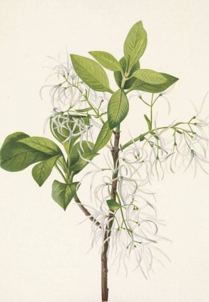 Fringetree. Chionanthus virginica by Mary Vaux Walcott Oil Painting