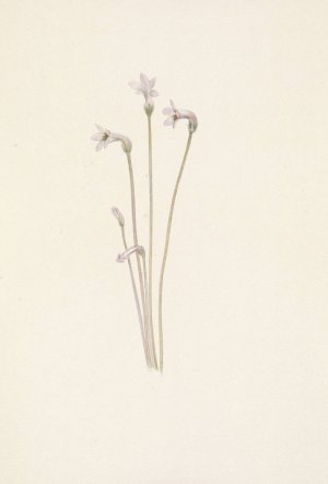 Ghostpipe. Thalesia uniflora by Mary Vaux Walcott Oil Painting