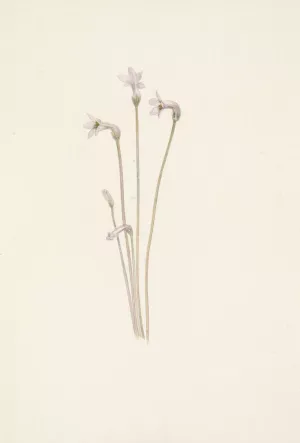 Ghostpipe. Thalesia uniflora Oil painting by Mary Vaux Walcott