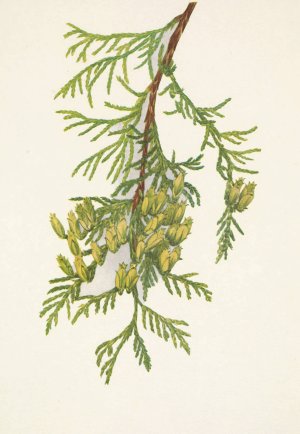 Giant Arborvitae. Thuja plicata by Mary Vaux Walcott Oil Painting