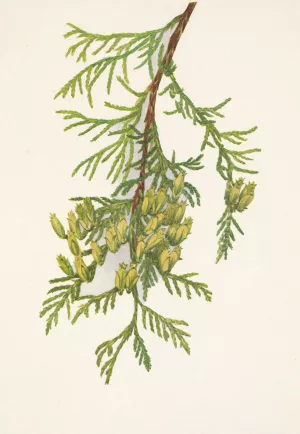 Giant Arborvitae. Thuja plicata by Mary Vaux Walcott Oil Painting