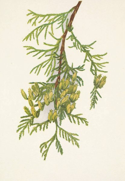 Giant Arborvitae. Thuja plicata  by Mary Vaux Walcott - Hand-Painted Oil Painting Reproduction