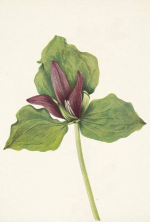 Giant Trillium. Trillium chloropetalum by Mary Vaux Walcott Oil Painting