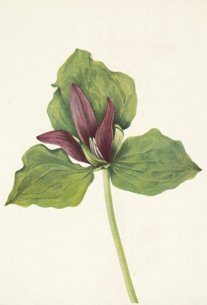 Giant Trillium. Trillium chloropetalum  by Mary Vaux Walcott - Hand-Painted Oil Painting Reproduction