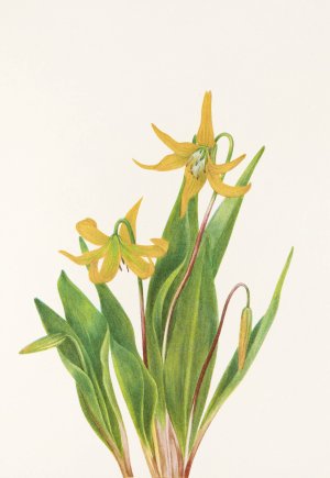 Glacierlily by Mary Vaux Walcott Oil Painting