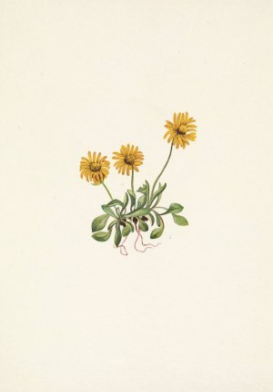 Golden Fleabane. Erigeron aureus by Mary Vaux Walcott Oil Painting
