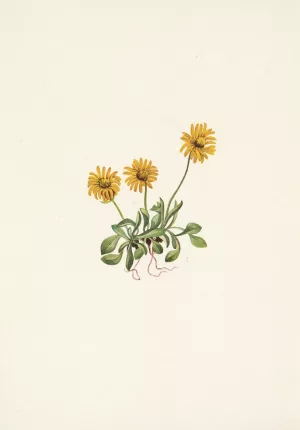 Golden Fleabane. Erigeron aureus by Mary Vaux Walcott Oil Painting