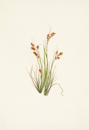 Golden Sedge. Carex aurea by Mary Vaux Walcott Oil Painting