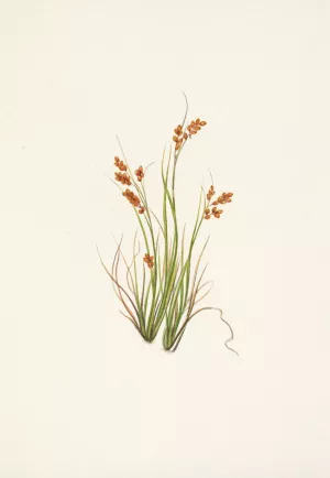 Golden Sedge. Carex aurea by Mary Vaux Walcott Oil Painting